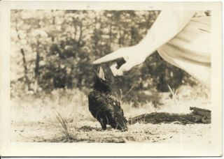 Vintage Abstract Photo Out Of Frame Hand Finger Reach For Black Bird Beak