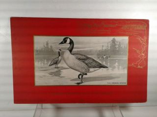 Vintage 1903 Dupont Gunpowder Advertising The Canada Goose 12 3/4 " X 8 "