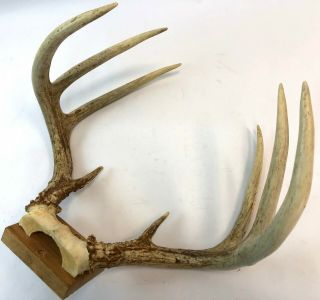 Vintage Natural Brown Wall Mount 8 Point Whitetail Buck Deer Taxidermy Antlers