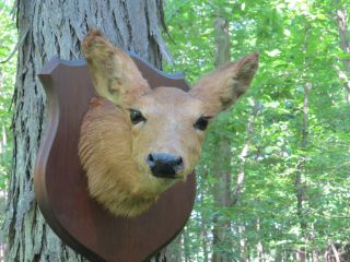 Vintage Taxidermy Doe Mount 1960s Buck Whitetail Deer Mule Deer Coyote Fox