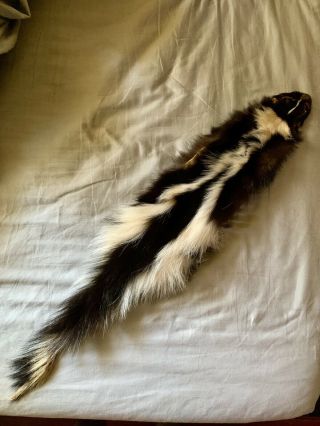 Skunk Fur Hide Pelt Vintage Up Cycled