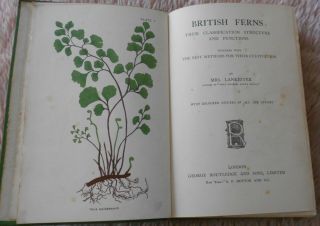 British Ferns Mrs Lankester 16 Colour Plts Antiquarian Natural History