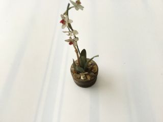 Vintage Handmade Artist Signed Jk Dolls House Miniature Plant / Flower In Pot