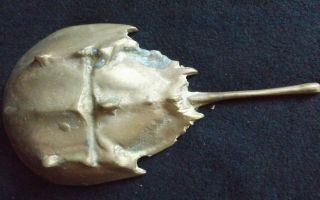 (estate) Vintage Brass Horseshoe Crab Dish Paperweight Knick Knack