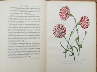 1955 Old Carnations And Pinks With 8 Colour Plates By Rory Mcewen