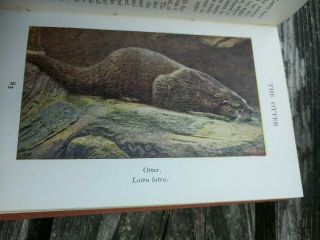 The Observer ' s Book Of British Wild Animals 1st Edition 5