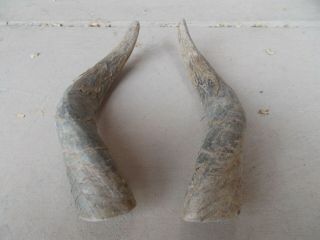 Steer Horns Raw 10.  5 " To 14.  5 " Pair Bull Horn,  Cow Skull,  Mounting,  Arts & Crafts