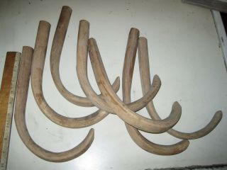 (7) Vintage Bent Wood Tack Hooks Equestrian