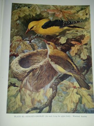 Book British Birds - Loads Of Colour Plates Of Birds And 18 Plates Eggs 1943