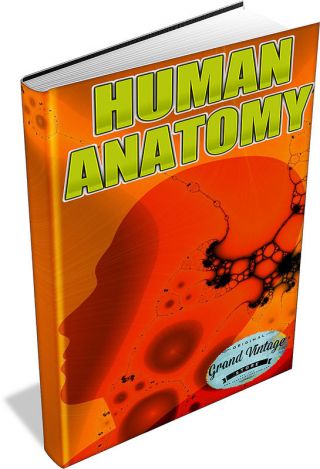 Human Anatomy 89 Vintage Books On Dvd Surgical Art Medical Gray 