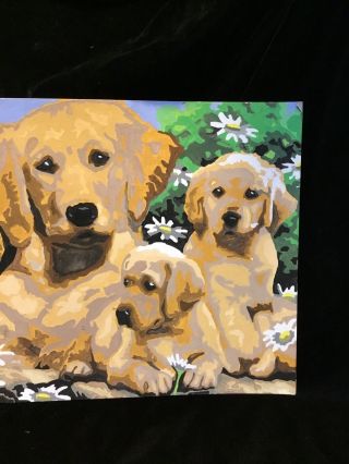 Vintage Paint By Number Painting Golden Retriever Mom And Puppies 14 1/2” X 11 4