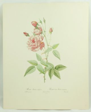 Pierre - Joseph Redoute Les Roses Rosa Indica Vulgaris China Rose Vintage Print
