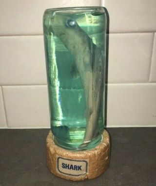 Vintage Real Shark Wet Specimen Science Oceanic Fish Taxidermy Jaws 