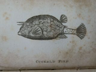1825 Buffon Natural History Of Fishes & Insects Abridged By Holloway 36 Plts