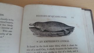 1811 Thomas Bewick Quadrupeds Platypus Hippo Rhino Cameleopard Jerboa Horse @