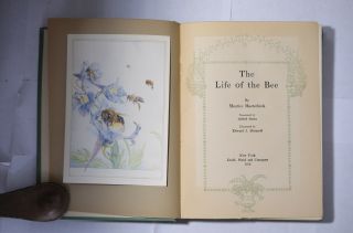 The Life of the Bee,  Maeterlink,  trans Sutro,  Color Illus Detmold,  Cloth,  1912 2