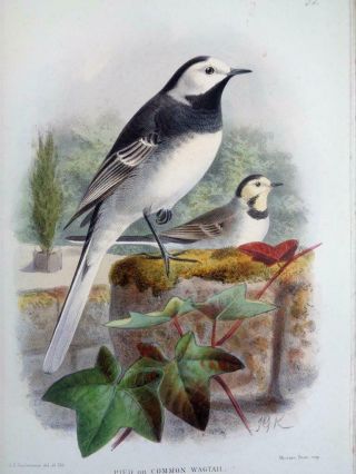 1891 - 97 Lilford Vol.  3 Birds Of The British Islands Ornithology 66 Colour Plates