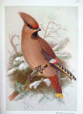 1891 - 97 Lilford Vol.  2 Birds Of The British Islands Ornithology 54 Colour Plates