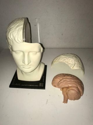 Vintage The Human Brain Anatomical Model 1974 Merck Elavil Doctors Desk Model