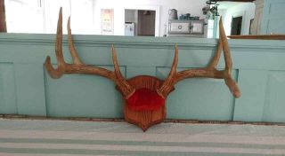 Vintage 8 Point Hampshire Whitetail Deer Antlers Mount Approx 1960 