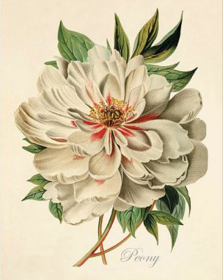 Vintage Botanical Pink Peony - Print,  Poster,  Gift