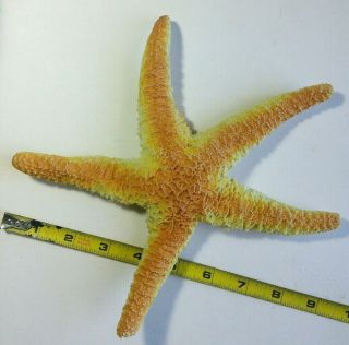 Starfish 9 " Big Plastic Rubber Vtg Toy Figure Aaa Sea Star Animal Marine Ocean