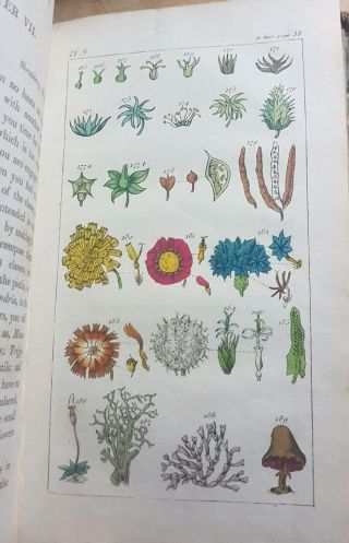 1818 An Introduction To Botany By Priscilla Wakefield Handcoloured Plates