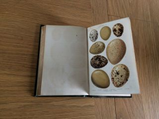 British Birds ' Eggs and Nests Hard Back Book by Rev J C Atkinson 4