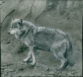 A Photo Showing A Wolf.  - Vintage Photo
