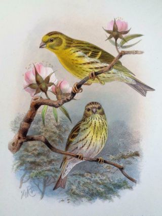 1891 - 97 Lilford Vol.  4 Birds Of The British Islands Ornithology 65 Colour Plates