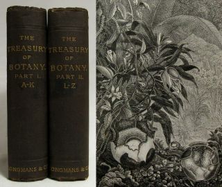 Antique 1899 The Treasury Of Botany Natural History 2 Vol Set Engravings Lindley