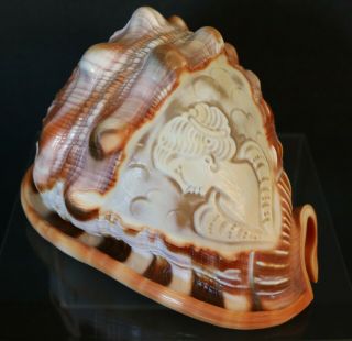 Vintage Hand Carved Cameo Shell Goddess Italy Red Helmet Bullmouth Shell Conch