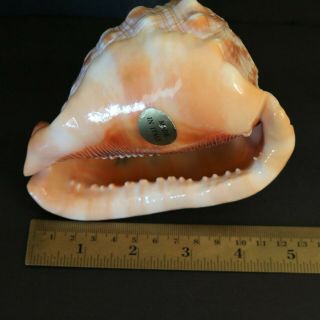 Vintage Hand Carved Cameo Shell Goddess Italy Red Helmet Bullmouth Shell Conch 3