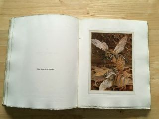 Edward J Detmold / Maurice Maeterlinck - The Life Of The Bee - 2nd 1912