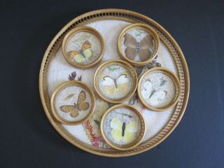 Bamboo Butterfly Serving Tray And 6 Coaster Set Taxidermy Vintage 1970s