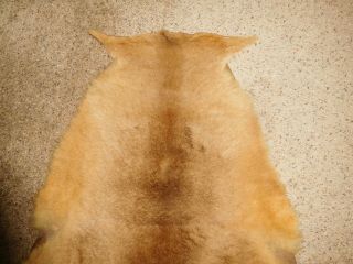 Vintage Kangaroo Skin Pelt Fur 1980 ' s long tail 65 