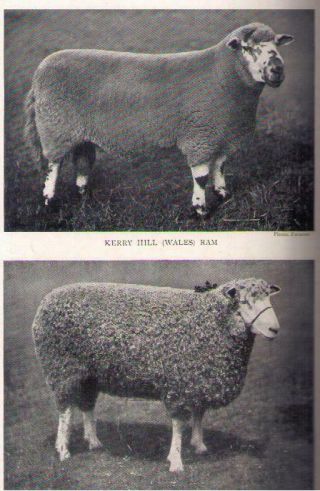 “live Stock Of The Farm” Sheep Vol.  4 By Professor C.  Jones