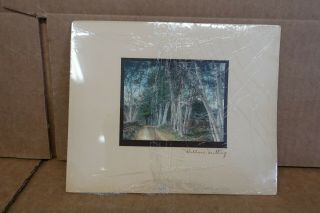 Vintage Wallace Nutting Hand Colored And Signed Photo - Birch Trees - Unframed
