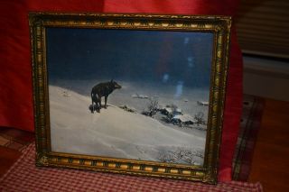 Vintage Lone Wolf Framed Print.  8 1/2 " X 10 1/2 "