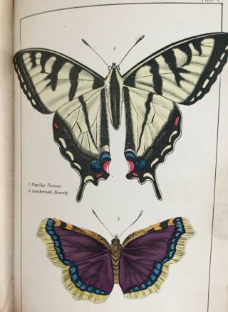 Wonders of Insect Life,  1871,  Prof.  J.  E.  Willet,  structures,  habits,  instincts. 7