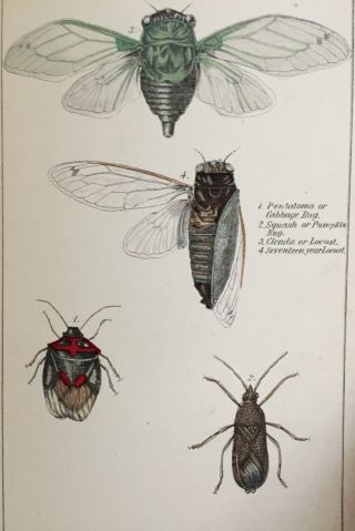 Wonders of Insect Life,  1871,  Prof.  J.  E.  Willet,  structures,  habits,  instincts. 8
