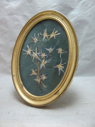 Vintage Edelweiss Dried Pressed Flowers In Metal Frame