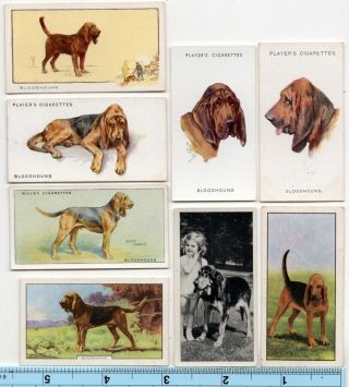 Bloodhound Dog Pet Canine 8 Different Vintage Ad Trade Cards 4
