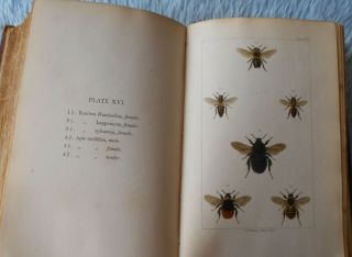 1866 British Bees 16 Colour Plates Antiquarian Natural History