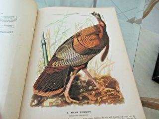 The Birds Of America By John James Audubon 1942 Edition Full Color Plates