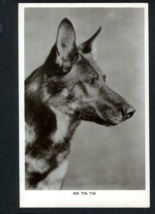 Vintage Rin Tin Tin Uk Picturegoer Postcard 1920 