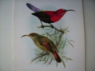 16 Fine Catalogues Of Natural History Books Quaritch Fine Color Plates 1973 - 90.