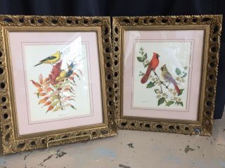 Set/2 Vintage Bird Print Pictures In Gold Frames