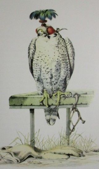 Classic Falcon Hunting Book Falconry In The British Isles