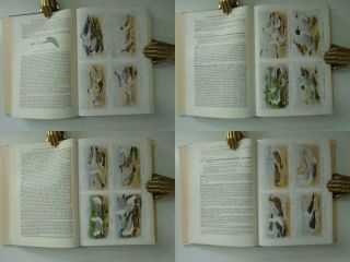 1948 WITHERBY 5 Vols.  The Handbook of British Birds 157 Plates Ornithology 6